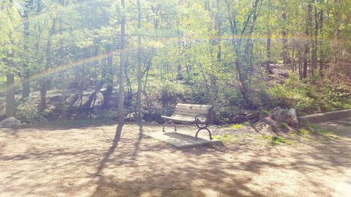 Shadow of trees on landscape