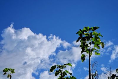 Low angle view of green plant against sky