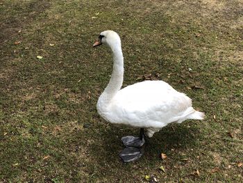 High angle view of swan on field