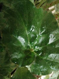 High angle view of wet leaves