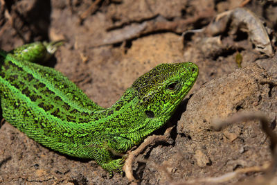 Close-up of lizard