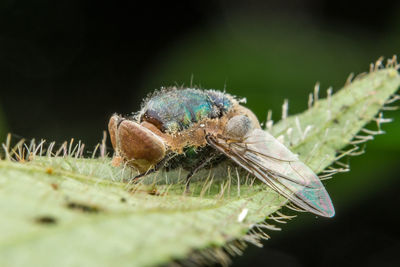 Close-up of insect