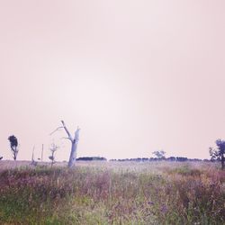 View of field against clear sky