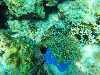 Close-up of coral in sea