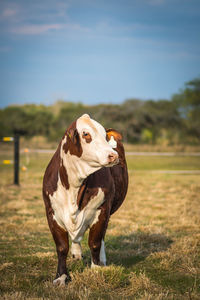 Cow in a field