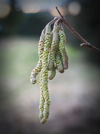 Close-up of green plant on twig