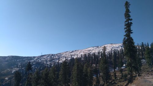 Trees in forest against clear blue sky