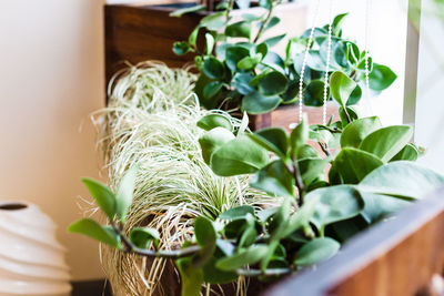 Close-up of potted plant on table