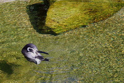 High angle view of penguin swimming in lake