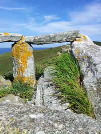 Plants growing on rock against sky