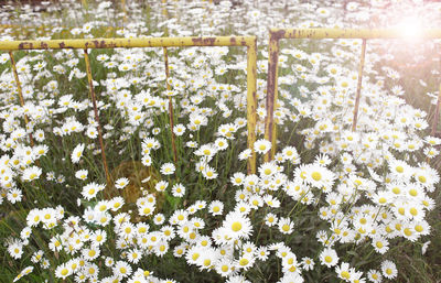 White flowering plants growing on field