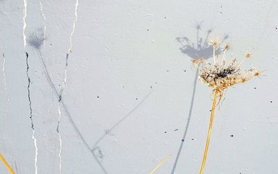 Close-up of spider on web against tree