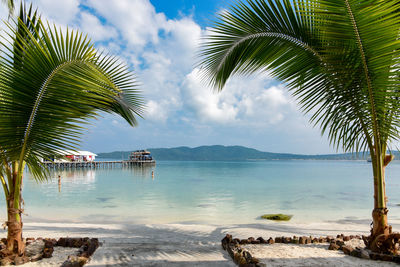 Palm trees on beach against sky