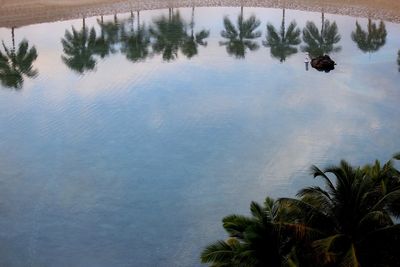 High angle view of palm trees by lake