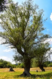 Tree on field against sky