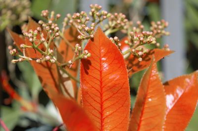 Close-up of leaves