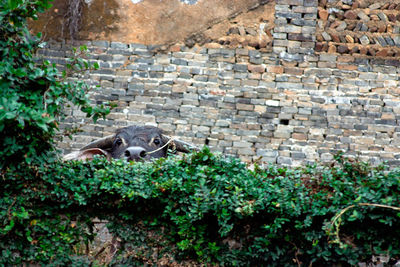 Plant growing on brick wall