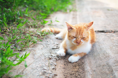 Portrait of a cat