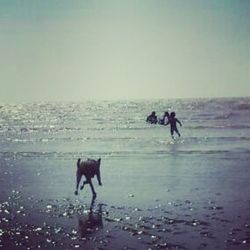 Dog standing on shore