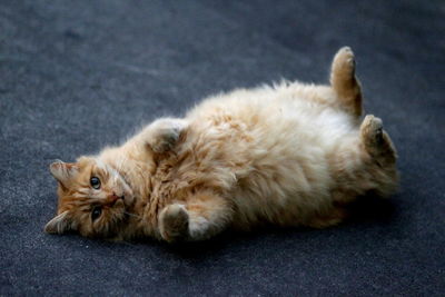Close-up of ginger cat sitting