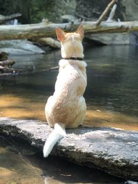 Dog looking at lake