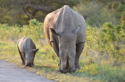 Rhinoceros standing on field