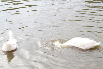 High angle view of swan swimming in lake