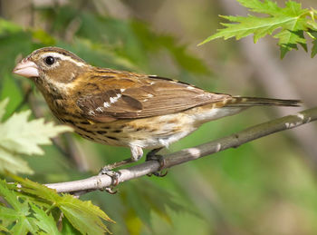 Close-up of bird perching on branch