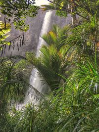 High angle view of plants by river