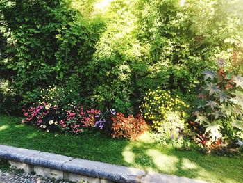 View of plants in sunlight