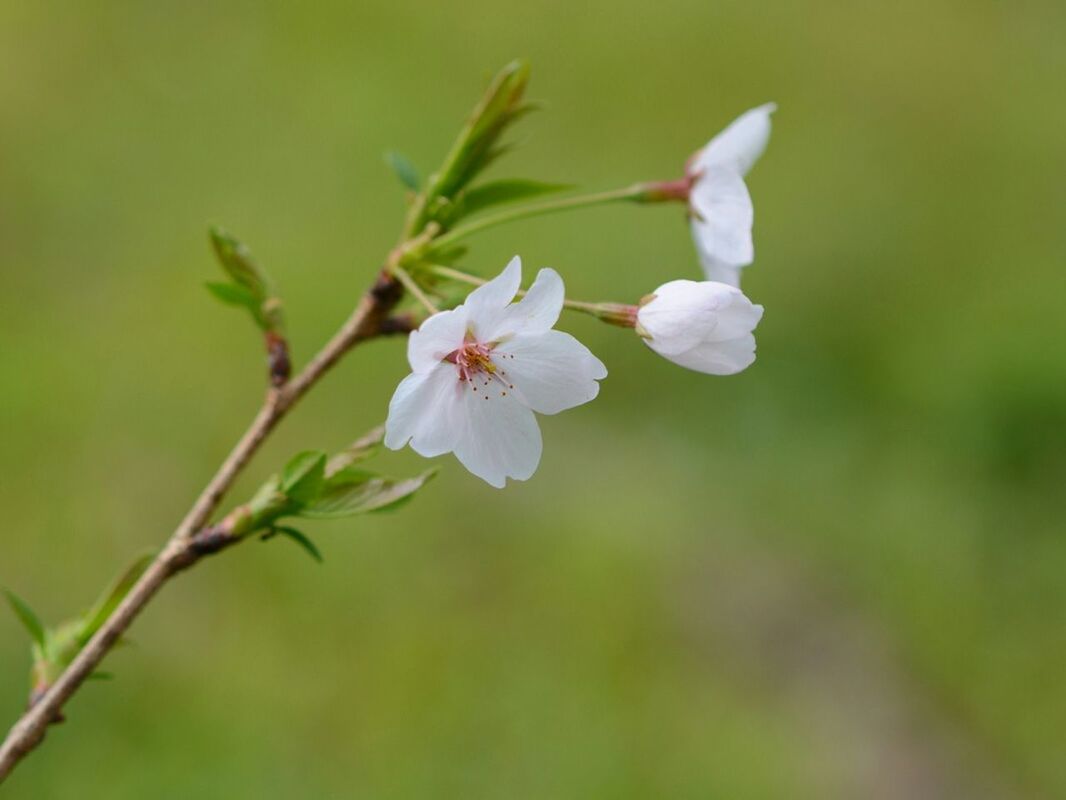 flower, freshness, growth, fragility, petal, beauty in nature, focus on foreground, flower head, nature, close-up, blooming, white color, blossom, in bloom, stem, branch, selective focus, plant, day, outdoors