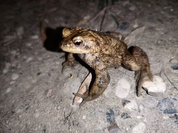 Close-up of frog on rock