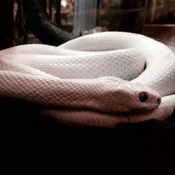 Close-up of snake