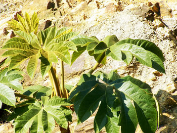 High angle view of plant on field during sunny day