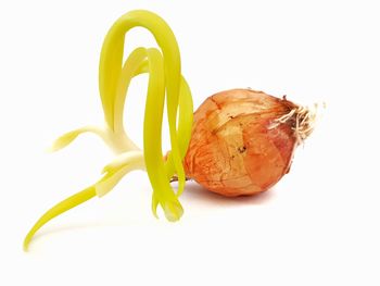 Close-up of fruit against white background