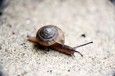 Close-up of snail