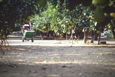 Low section of woman pulling trolley by tree