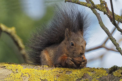 Close-up of squirrel on tree trunk