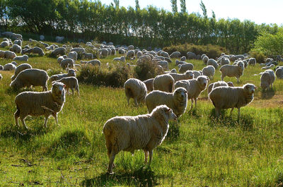 Sheep in a field