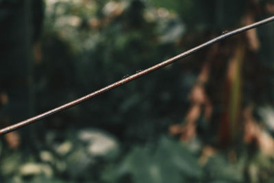 Close-up of rope on plant in forest