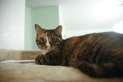 Close-up portrait of cat relaxing at home