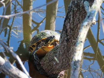 Closeup of a turtle on a log