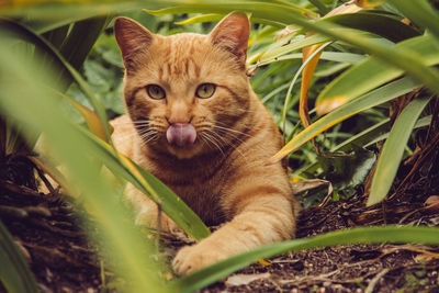 Portrait of cat sitting on grass