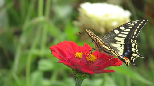 Close-up of butterfly on flower