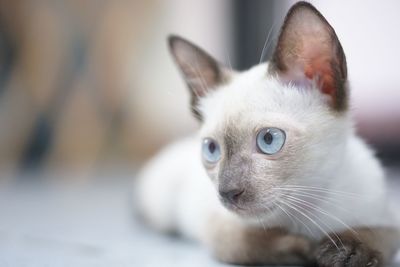 Close-up portrait of a cat