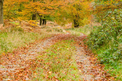 Road passing through forest