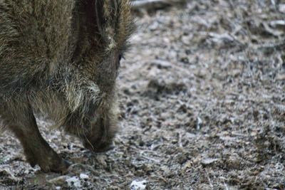 Close-up of horse on field