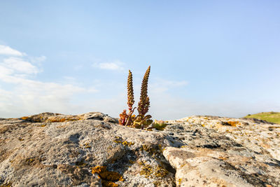 Low angle view of plants against clear sky