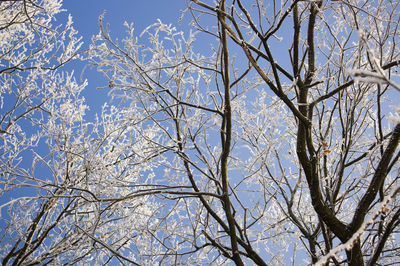 Low angle view of bare trees against blue sky