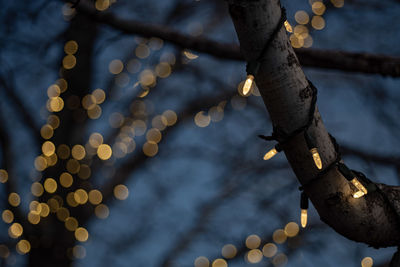 Low angle view of illuminated christmas tree